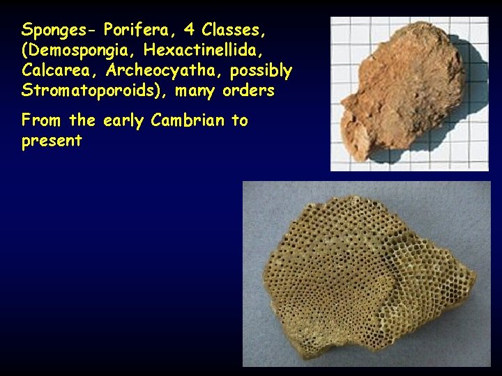 Sponges- Porifera, 4 Classes, (Demospongia, Hexactinellida, Calcarea, Archeocyatha, possibly Stromatoporoids), many orders From the