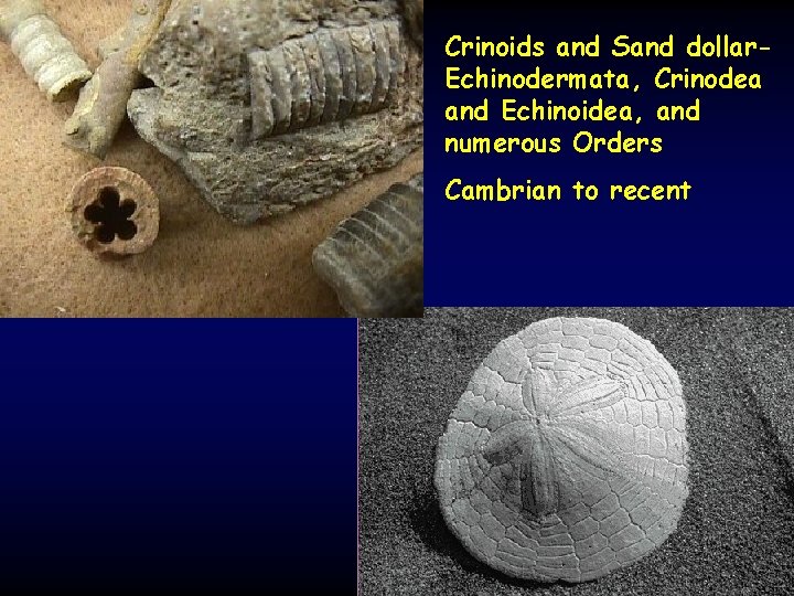 Crinoids and Sand dollar. Echinodermata, Crinodea and Echinoidea, and numerous Orders Cambrian to recent