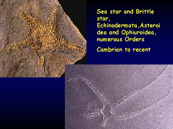 Sea star and Brittle star, Echinodermata, Asteroi dea and Ophiuroidea, numerous Orders Cambrian to