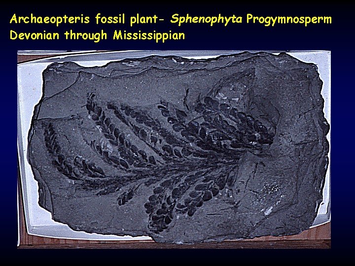 Archaeopteris fossil plant- Sphenophyta Progymnosperm Devonian through Mississippian 