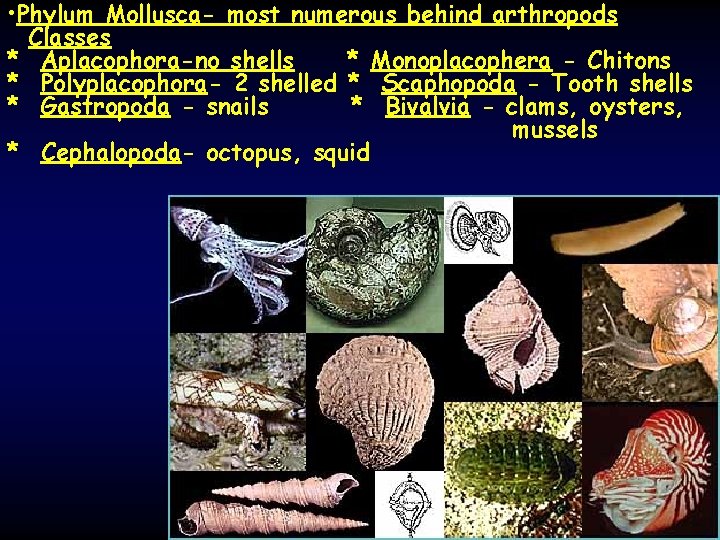 • Phylum Mollusca- most numerous behind arthropods Classes * Aplacophora-no shells * Monoplacophera
