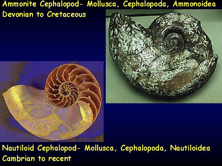 Ammonite Cephalopod- Mollusca, Cephalopoda, Ammonoidea Devonian to Cretaceous Nautiloid Cephalopod- Mollusca, Cephalopoda, Nautiloidea Cambrian