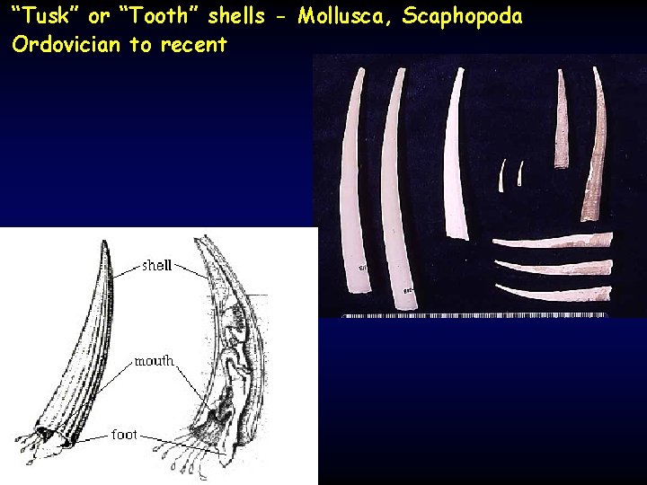“Tusk” or “Tooth” shells - Mollusca, Scaphopoda Ordovician to recent 