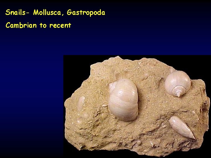 Snails- Mollusca, Gastropoda Cambrian to recent 