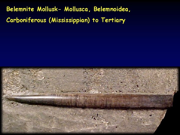 Belemnite Mollusk- Mollusca, Belemnoidea, Carboniferous (Mississippian) to Tertiary 