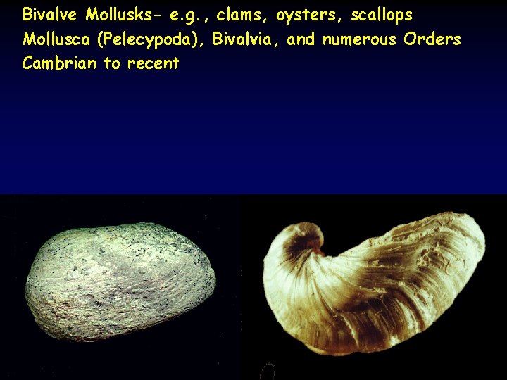 Bivalve Mollusks- e. g. , clams, oysters, scallops Mollusca (Pelecypoda), Bivalvia, and numerous Orders