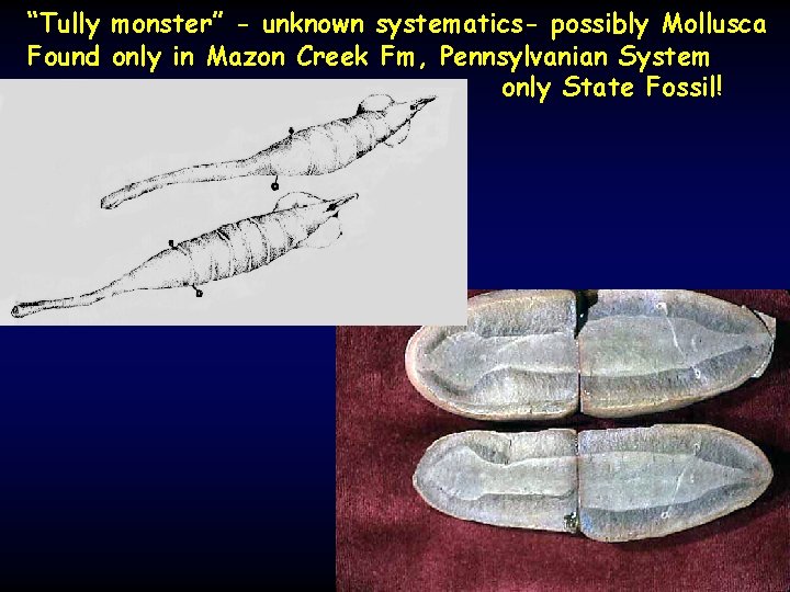 “Tully monster” - unknown systematics- possibly Mollusca Found only in Mazon Creek Fm, Pennsylvanian