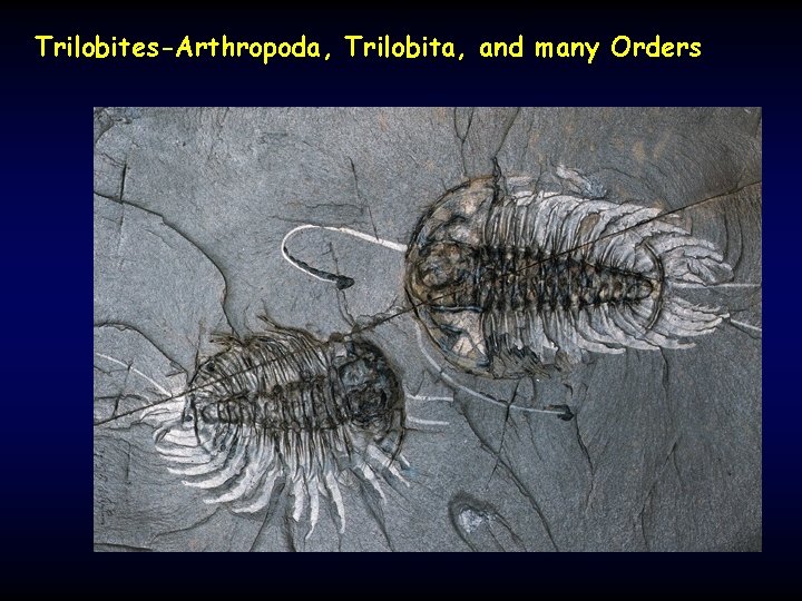 Trilobites-Arthropoda, Trilobita, and many Orders 