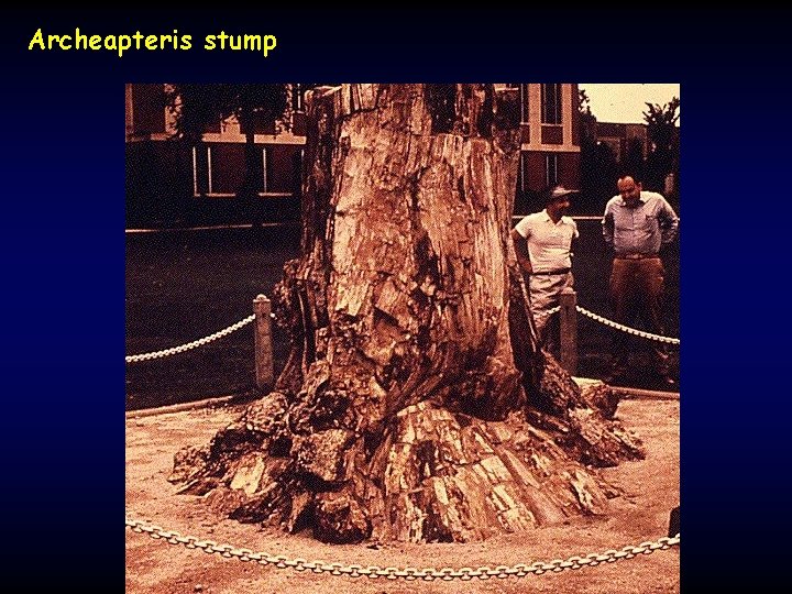 Archeapteris stump 