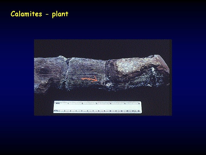 Calamites - plant 