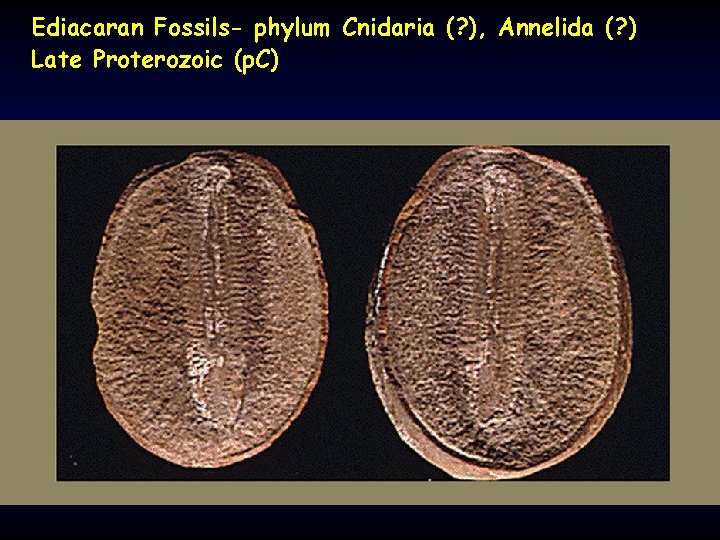 Ediacaran Fossils- phylum Cnidaria (? ), Annelida (? ) Late Proterozoic (p. C) 