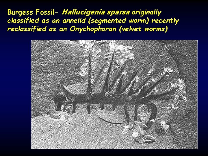 Burgess Fossil- Hallucigenia sparsa originally classified as an annelid (segmented worm) recently reclassified as