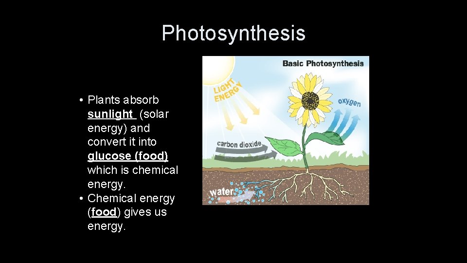 Photosynthesis • Plants absorb sunlight (solar energy) and convert it into glucose (food) which