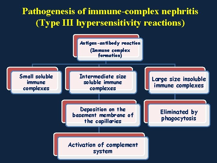 Pathogenesis of immune-complex nephritis (Type III hypersensitivity reactions) Antigen-antibody reaction (Immune complex formation) Small