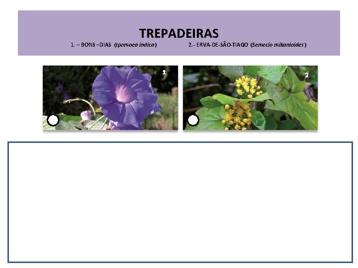 TREPADEIRAS 1. – BONS –DIAS (Ipomoea indica) 2. - ERVA-DE-SÃO-TIAGO (Semecio mikanioides) 1 2