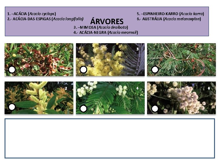 1. –ACÁCIA (Acacia cyclops) 2. - ACÁCIA-DAS-ESPIGAS (Acacia longifolia) ÁRVORES 5. –ESPINHEIRO-KARRO (Acacia karro)