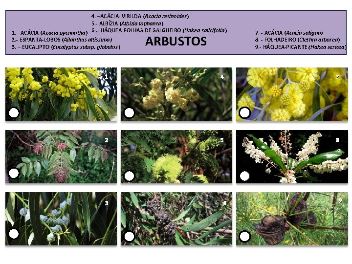 4. –ACÁCIA- VIRILDA (Acacia retinoides) 5. - ALBÍZIA (Albizia lophanta) 1. –ACÁCIA (Acacia pycnantha)