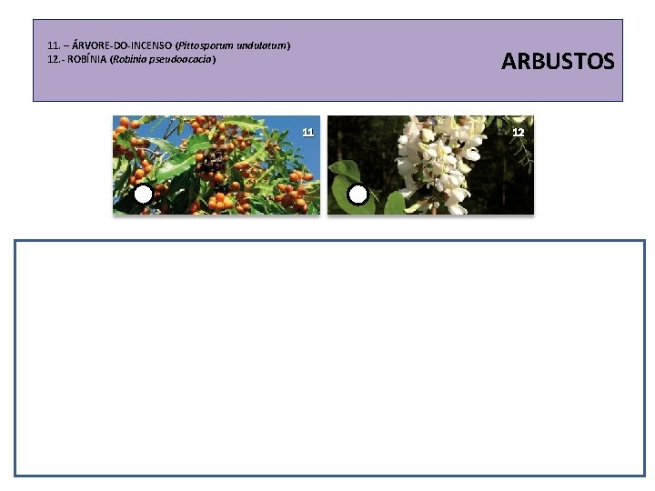 11. – ÁRVORE-DO-INCENSO (Pittosporum undulatum) 12. - ROBÍNIA (Robinia pseudoacacia) ARBUSTOS 11 12 