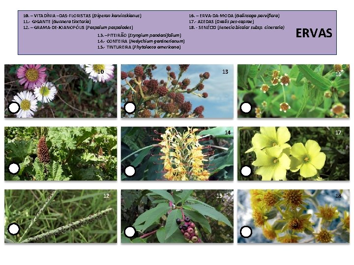 10. – VITADÍNIA –DAS-FLORISTAS (Erigeron karvinskianus) 11. - GIGANTE (Gunnera tinctoria) 12. – GRAMA-DE-JOANOPÓLIS