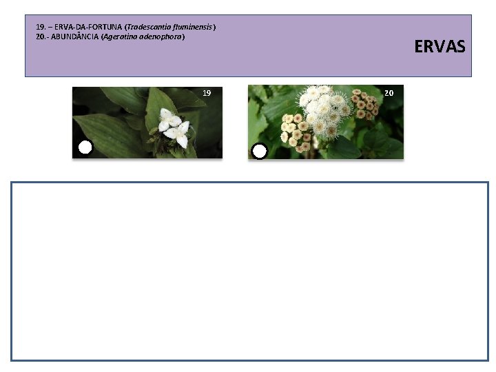19. – ERVA-DA-FORTUNA (Tradescantia fluminensis) 20. - ABUND NCIA (Ageratina adenophora) 19 ERVAS 20