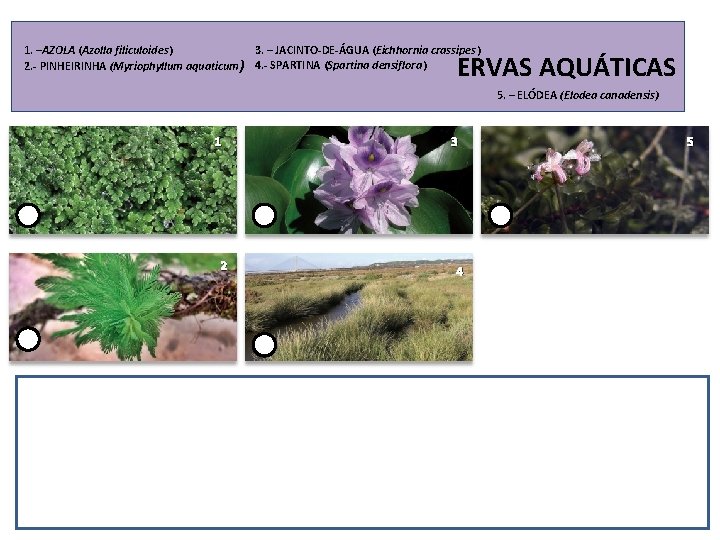 1. –AZOLA (Azolla filiculoides) 3. – JACINTO-DE-ÁGUA (Eichhornia crassipes) 2. - PINHEIRINHA (Myriophyllum aquaticum