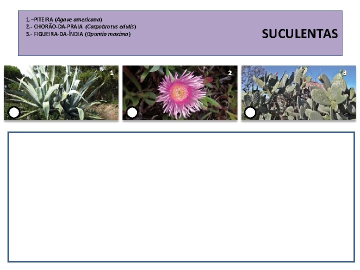 1. –PITEIRA (Agave americana) 2. - CHORÃO-DA-PRAIA (Carpobrotus edulis) 3. - FIGUEIRA-DA-ÍNDIA (Opuntia maxima)