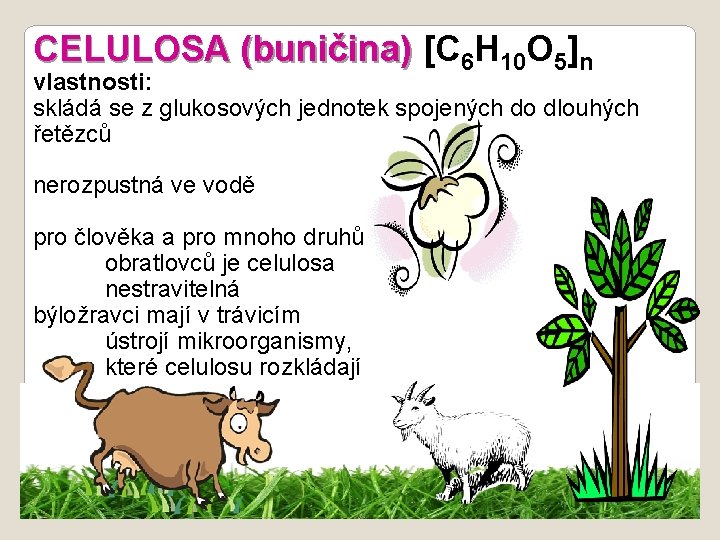 CELULOSA (buničina) [C 6 H 10 O 5]n vlastnosti: skládá se z glukosových jednotek