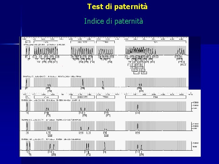 Test di paternità Indice di paternità 