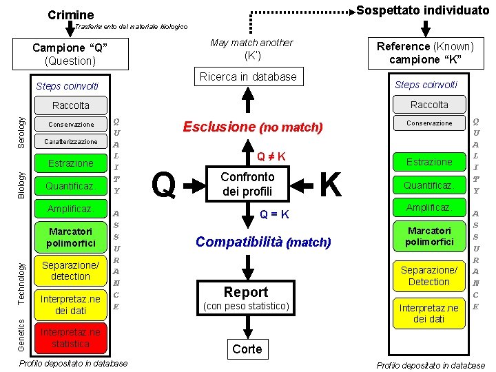 Sospettato individuato Crimine Trasferimento del materiale biologico May match another Campione “Q” (Question) Reference