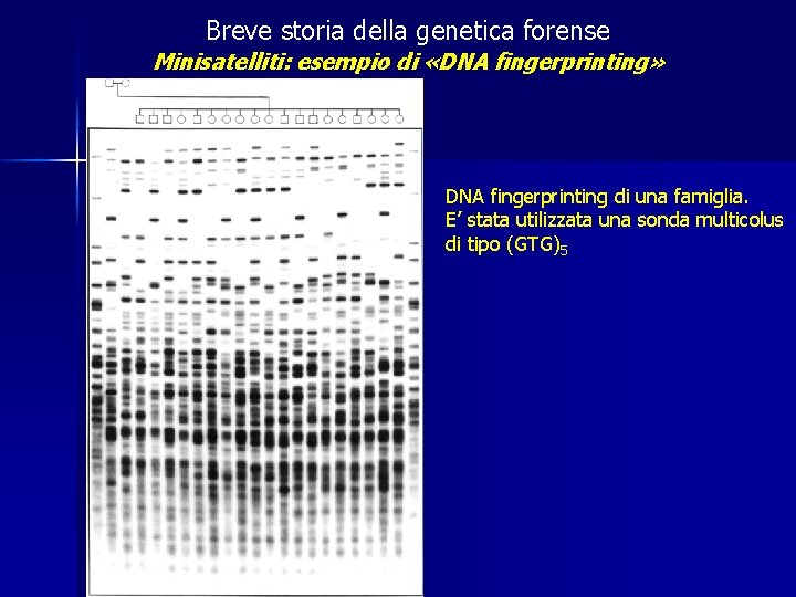 Breve storia della genetica forense Minisatelliti: esempio di «DNA fingerprinting» DNA fingerprinting di una