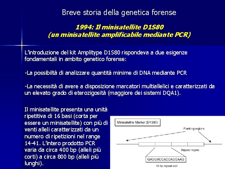 Breve storia della genetica forense 1994: Il minisatellite D 1 S 80 (un minisatellite