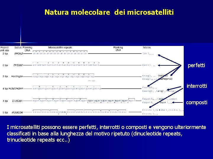 Natura molecolare dei microsatelliti perfetti interrotti composti I microsatelliti possono essere perfetti, interrotti o