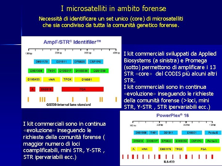 I microsatelliti in ambito forense Necessità di identificare un set unico (core) di microsatelliti