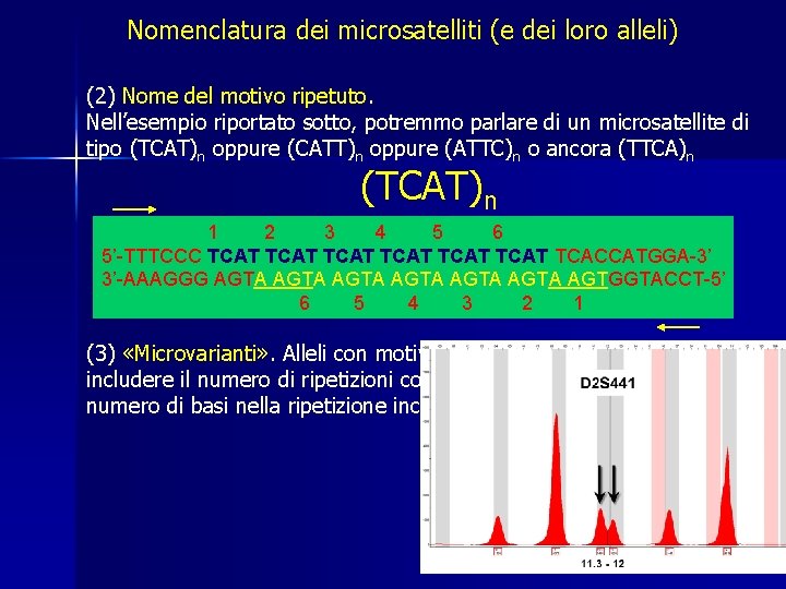 Nomenclatura dei microsatelliti (e dei loro alleli) (2) Nome del motivo ripetuto. Nell’esempio riportato