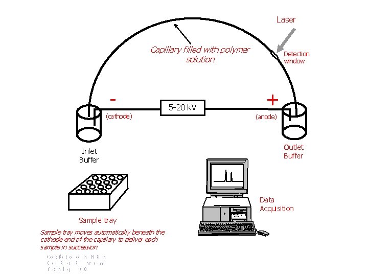 Laser Capillary filled with polymer solution (cathode) Inlet Buffer 5 -20 k. V Detection