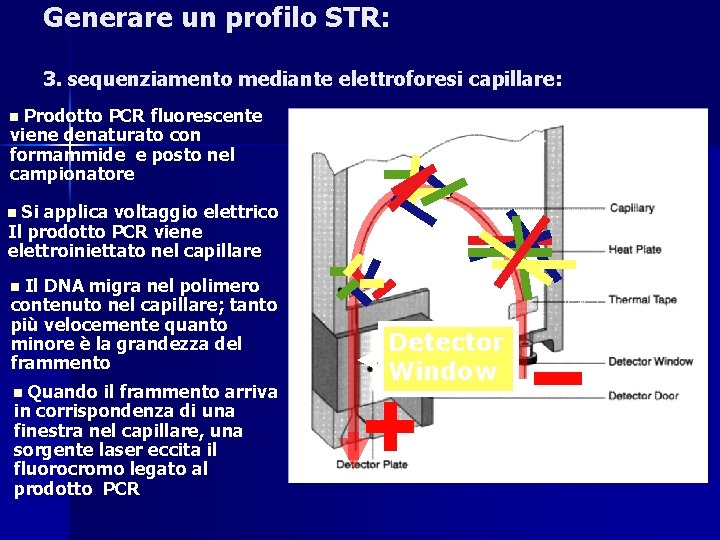 Generare un profilo STR: 3. sequenziamento mediante elettroforesi capillare: Prodotto PCR fluorescente viene denaturato