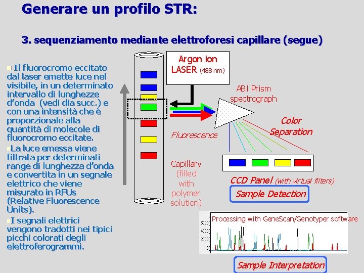 Generare un profilo STR: 3. sequenziamento mediante elettroforesi capillare (segue) Il fluorocromo eccitato dal