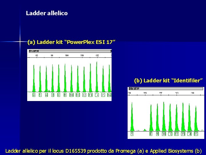 Ladder allelico (a) Ladder kit “Power. Plex ESI 17” (b) Ladder kit “Identifiler” Ladder