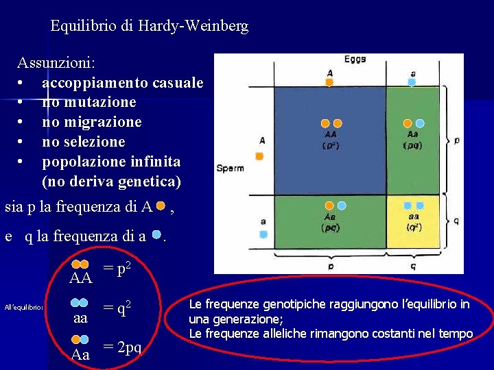 Equilibrio di Hardy-Weinberg Assunzioni: • accoppiamento casuale • no mutazione • no migrazione •