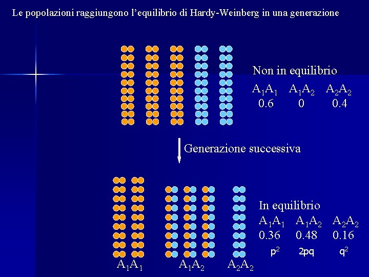 Le popolazioni raggiungono l’equilibrio di Hardy-Weinberg in una generazione Non in equilibrio A 1