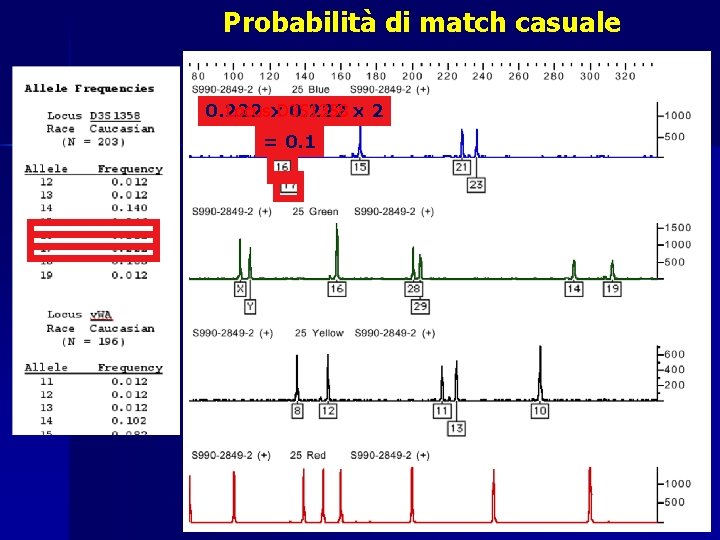 Probabilità di match casuale Locusx. D 3 S 1358 0. 222 x 2 0.