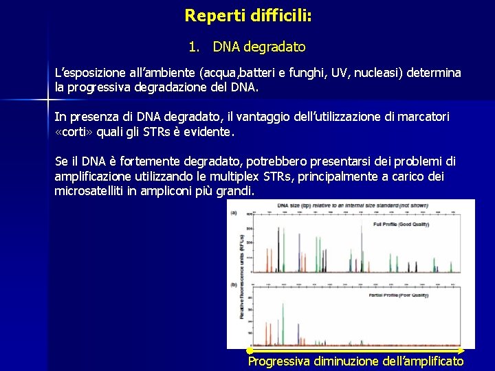 Reperti difficili: 1. DNA degradato L’esposizione all’ambiente (acqua, batteri e funghi, UV, nucleasi) determina