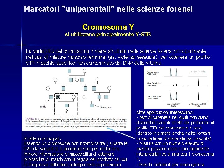 Marcatori “uniparentali” nelle scienze forensi Cromosoma Y si utilizzano principalmente Y-STR La variabilità del