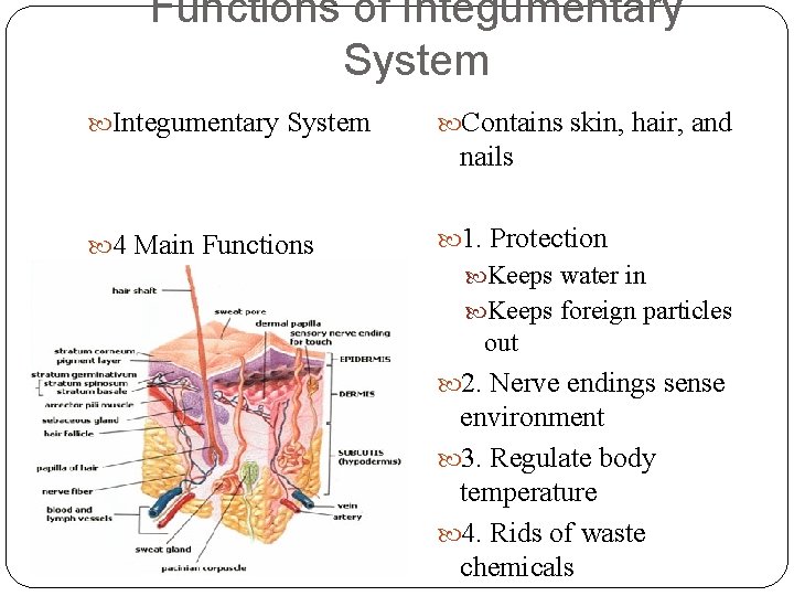 Functions of Integumentary System Contains skin, hair, and nails 4 Main Functions 1. Protection