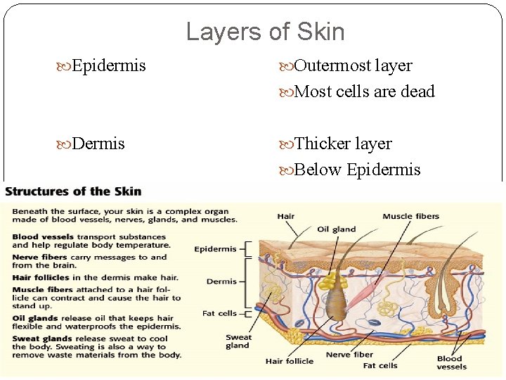 Layers of Skin Epidermis Outermost layer Most cells are dead Dermis Thicker layer Below