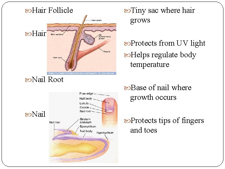  Hair Follicle Tiny sac where hair grows Hair Protects from UV light Helps