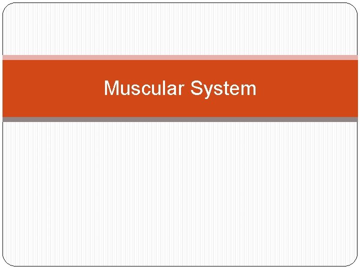 Muscular System 