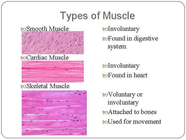 Types of Muscle Smooth Muscle Involuntary Found in digestive system Cardiac Muscle Involuntary Found