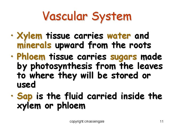 Vascular System • Xylem tissue carries water and minerals upward from the roots •