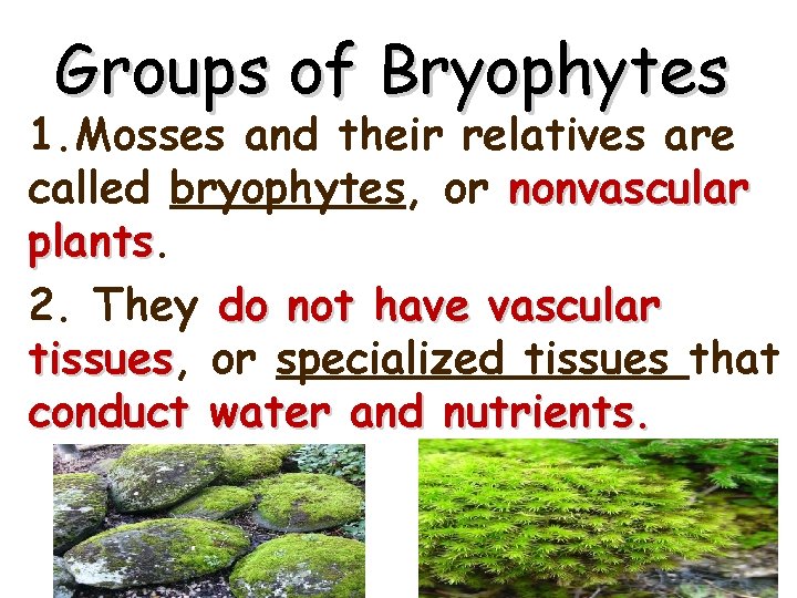 Groups of Bryophytes 1. Mosses and their relatives are called bryophytes, or nonvascular plants